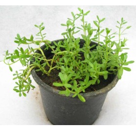 Brahmi Potted Plant